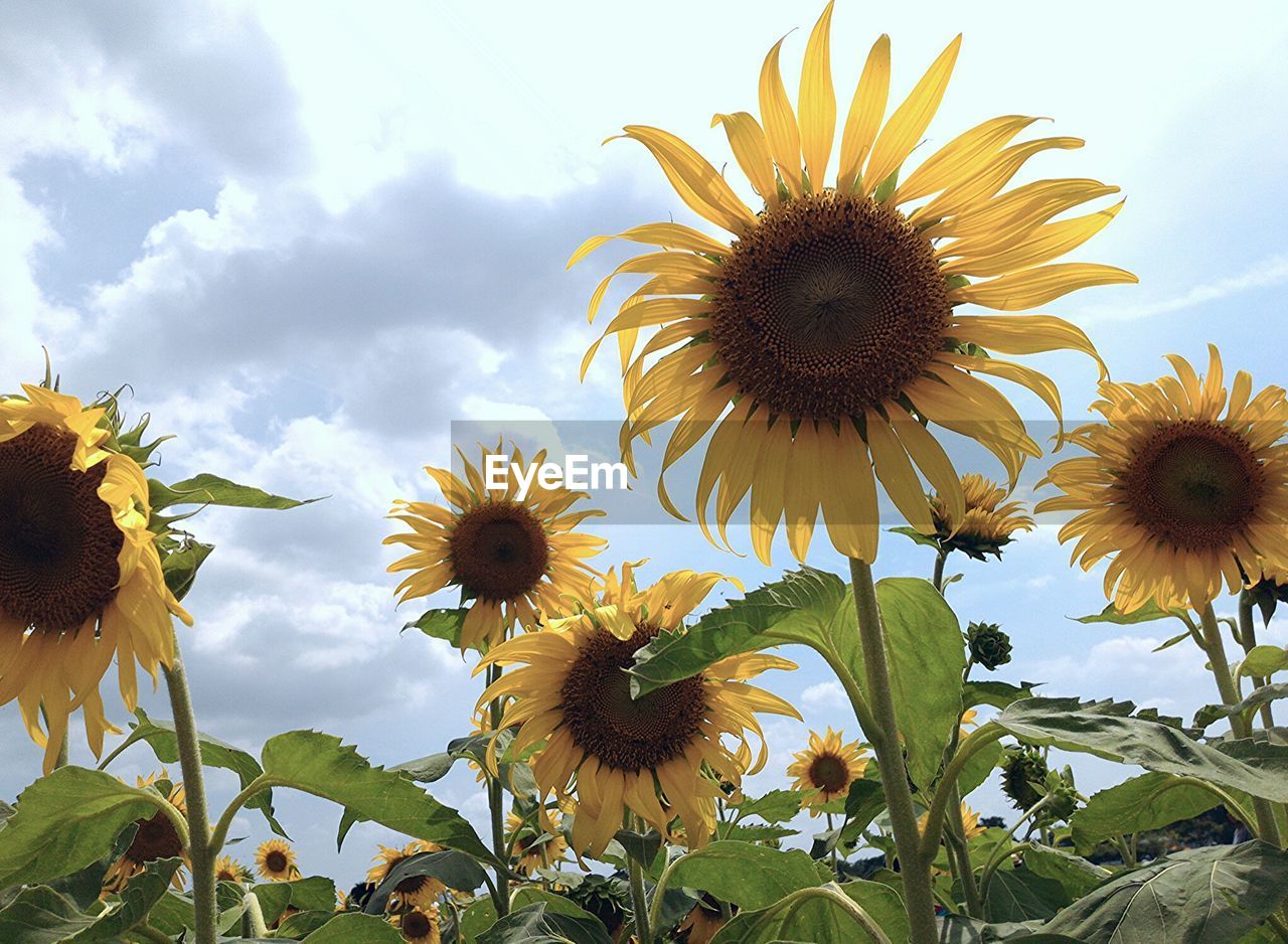 Sunflowers blooming on field against cloudy sky