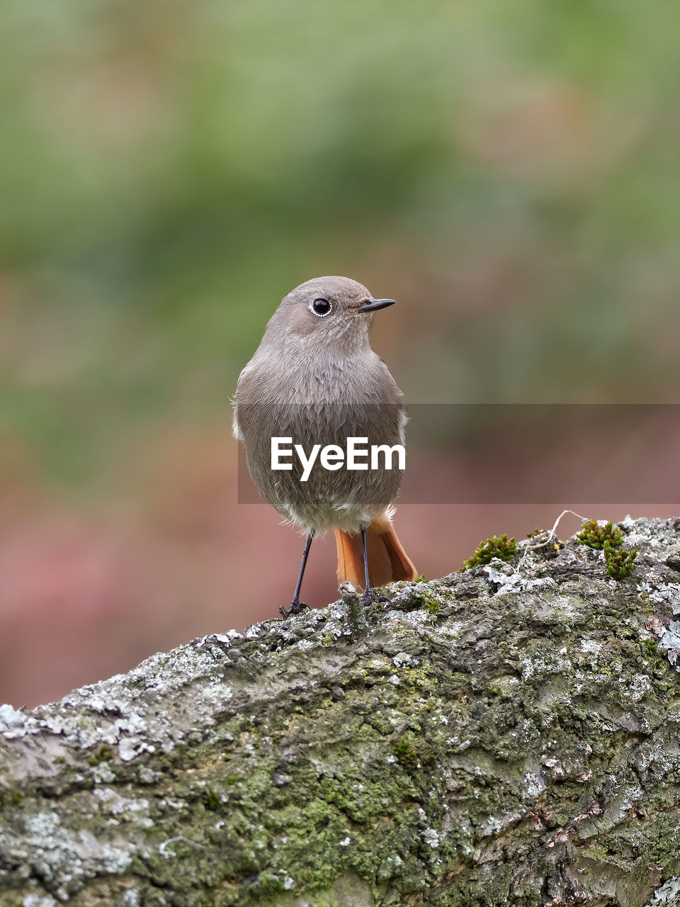 BIRD PERCHING ON ROCK