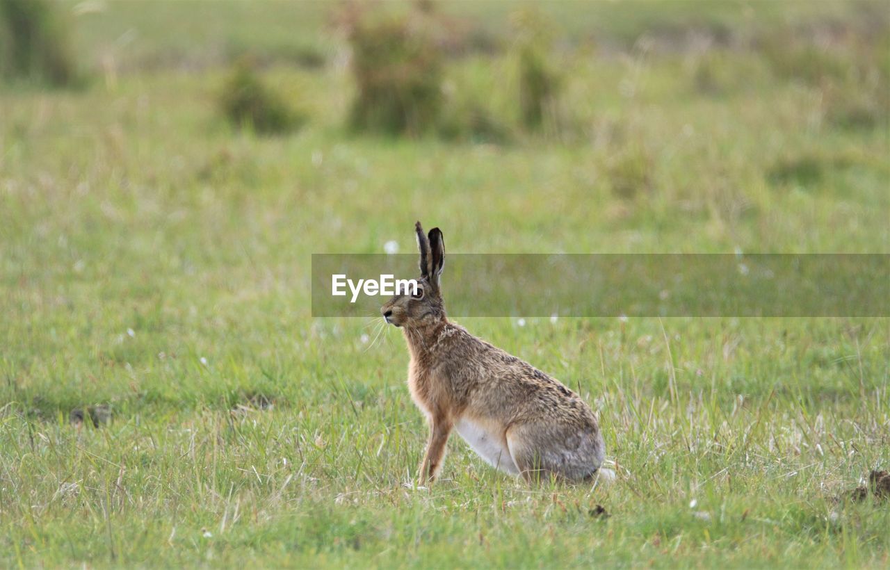 Close up of  hare  sitting in the field.