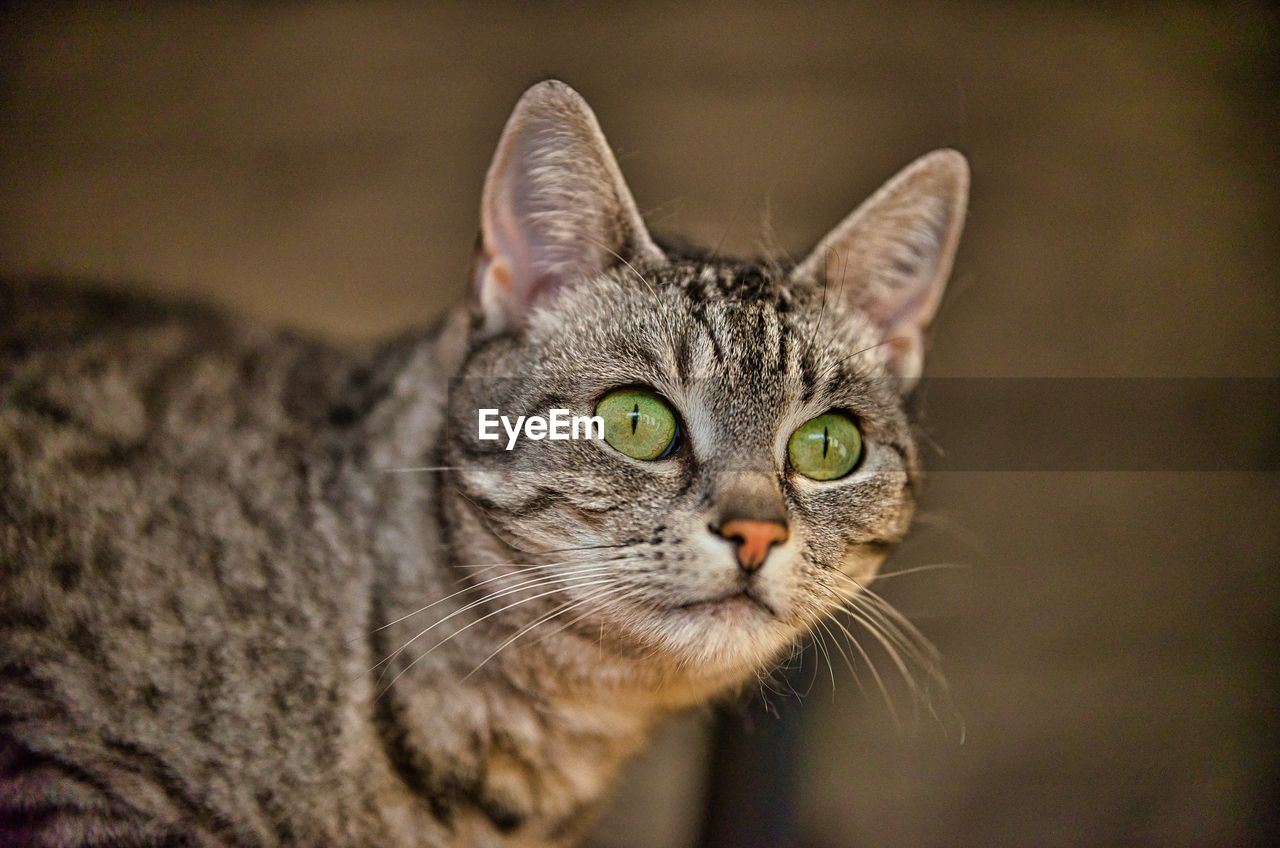 Close-up portrait of a cat