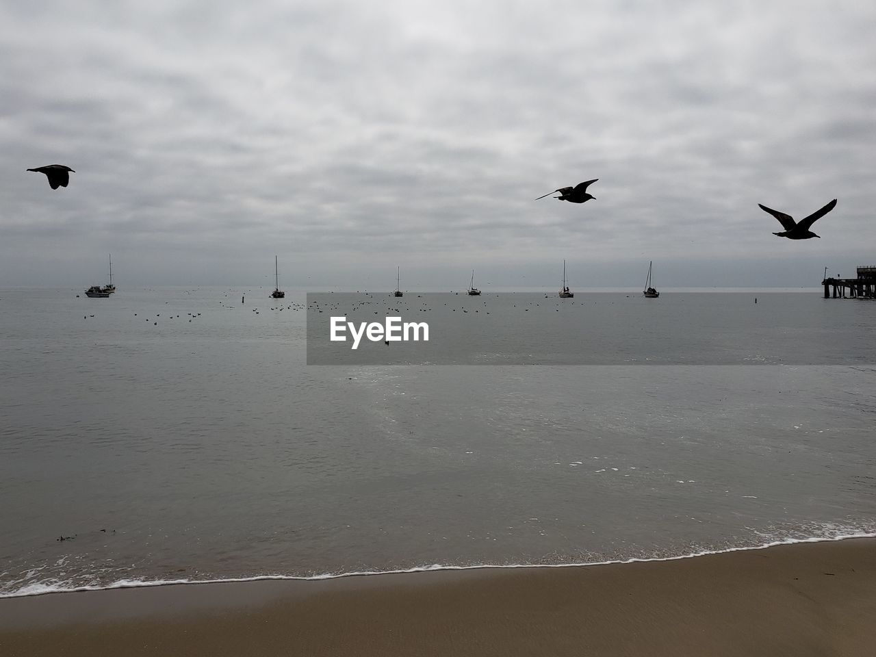 BIRDS FLYING OVER BEACH