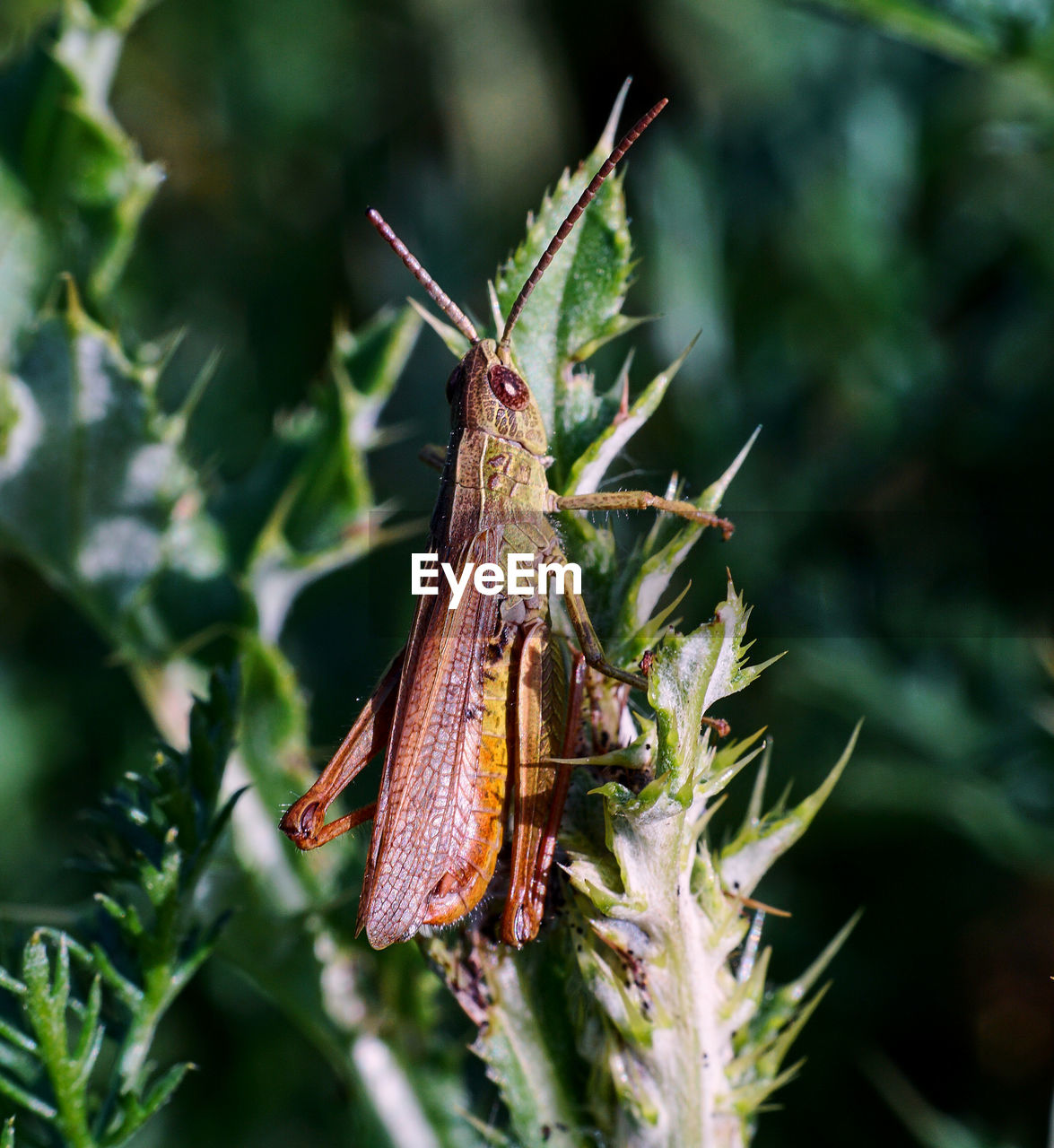 CLOSE-UP OF INSECT ON LEAF