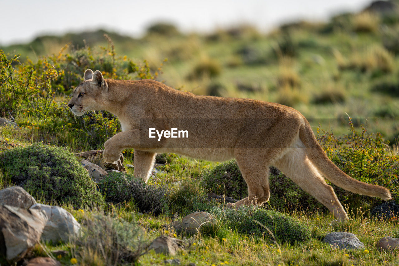 animal, animal themes, mammal, animal wildlife, wildlife, one animal, side view, no people, feline, nature, full length, grass, animals hunting, carnivora, lion - feline, cat, plant, outdoors, safari, day, felidae, travel destinations