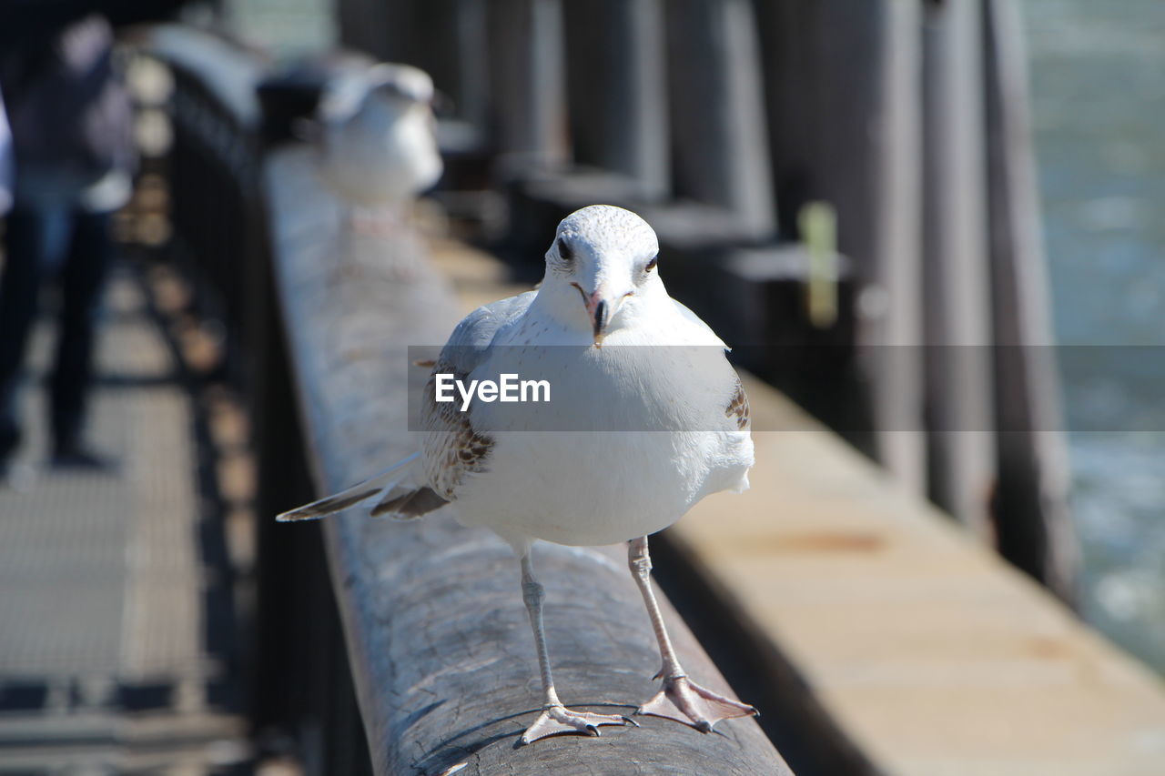 Close-up of seagull perching on railing at shore