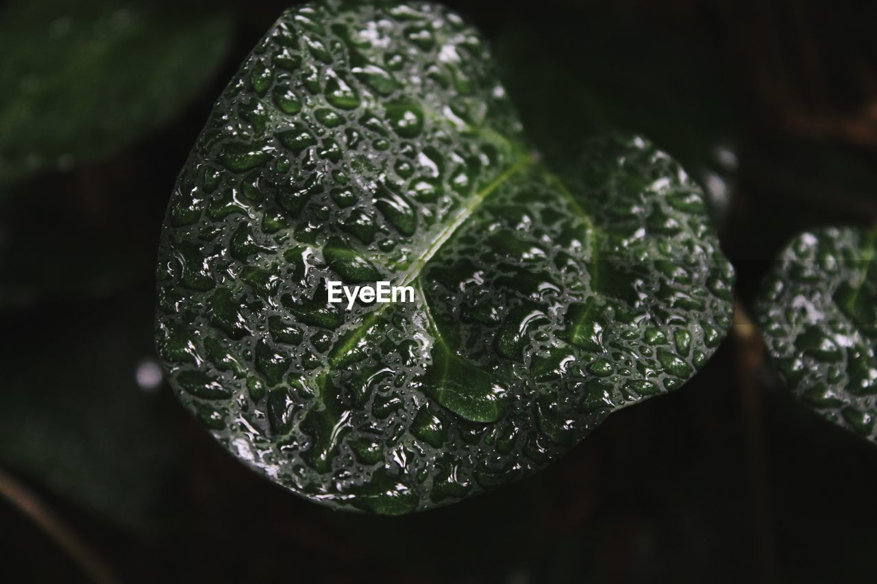 CLOSE-UP OF WET PLANT