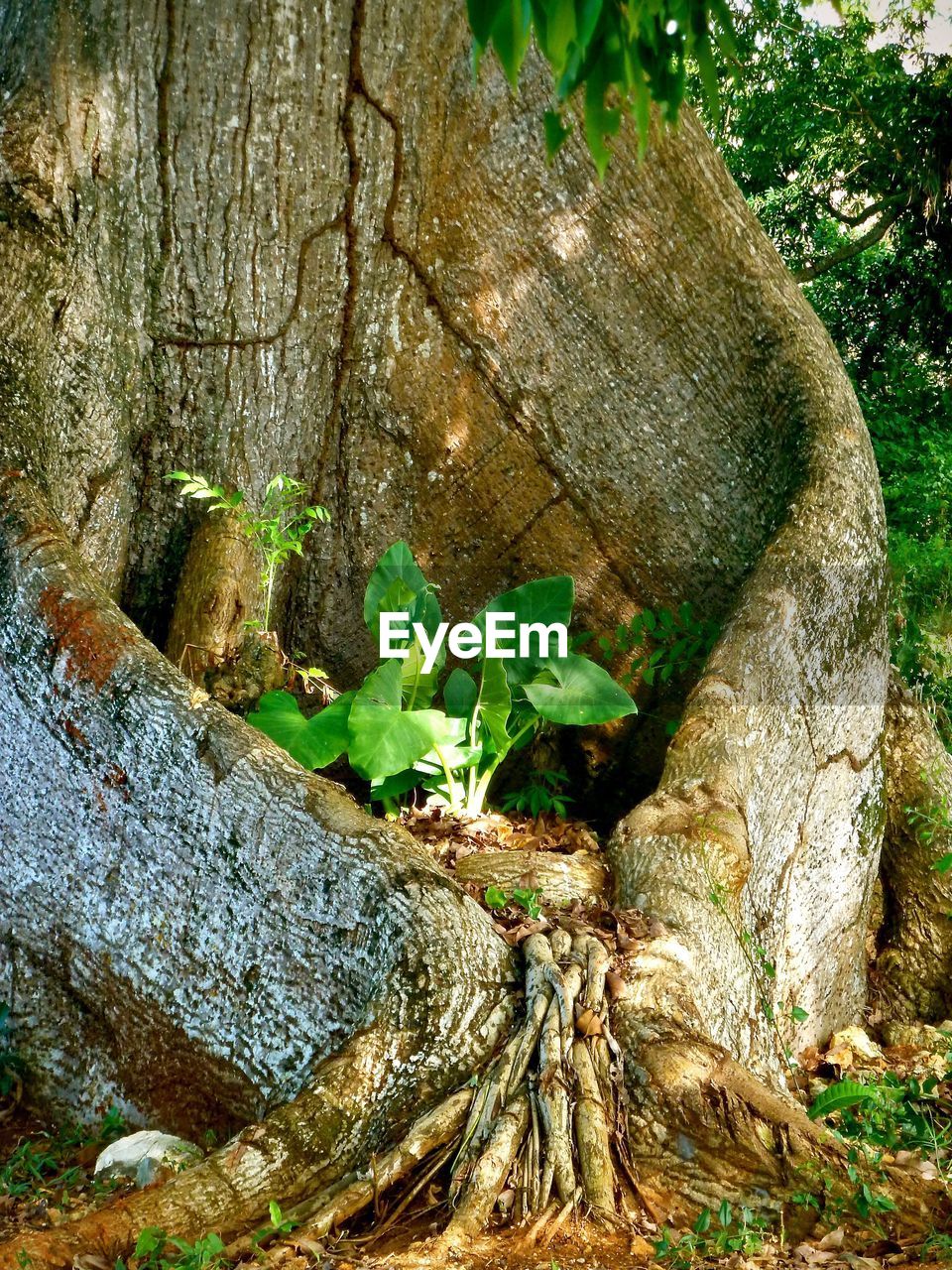 CLOSE-UP OF TREE STUMP WITH MOSS