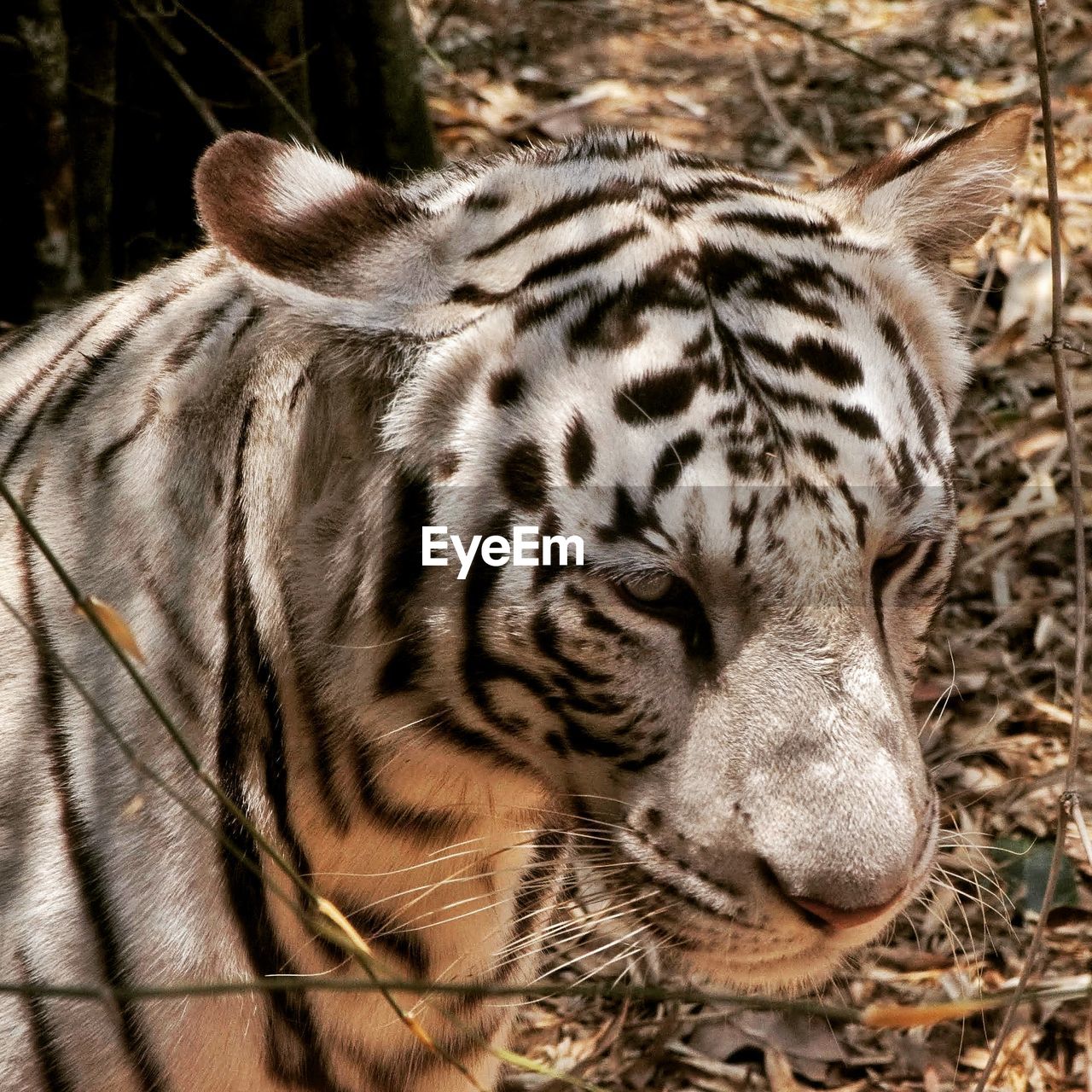 Close-up of a white tiger