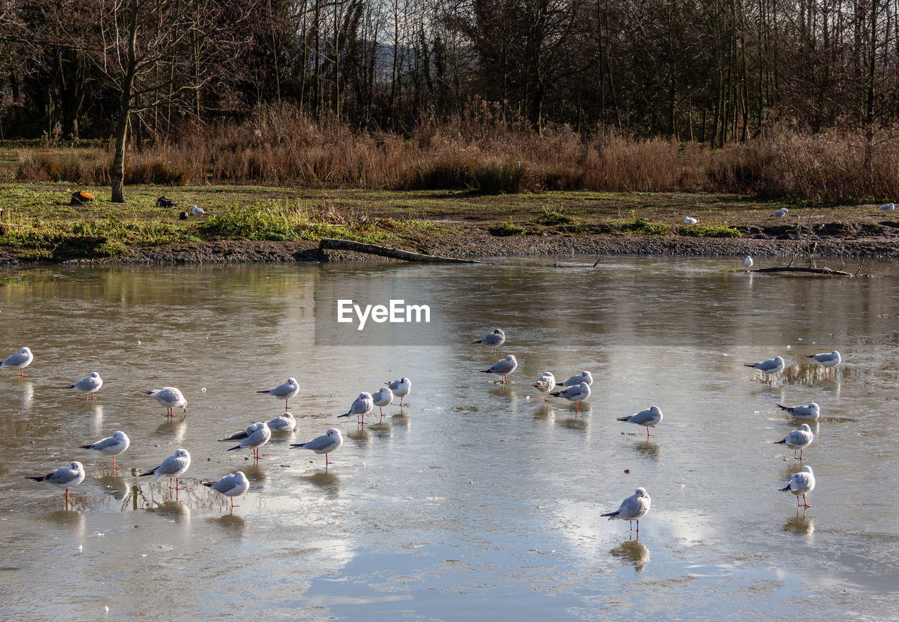 DUCKS FLOATING ON LAKE