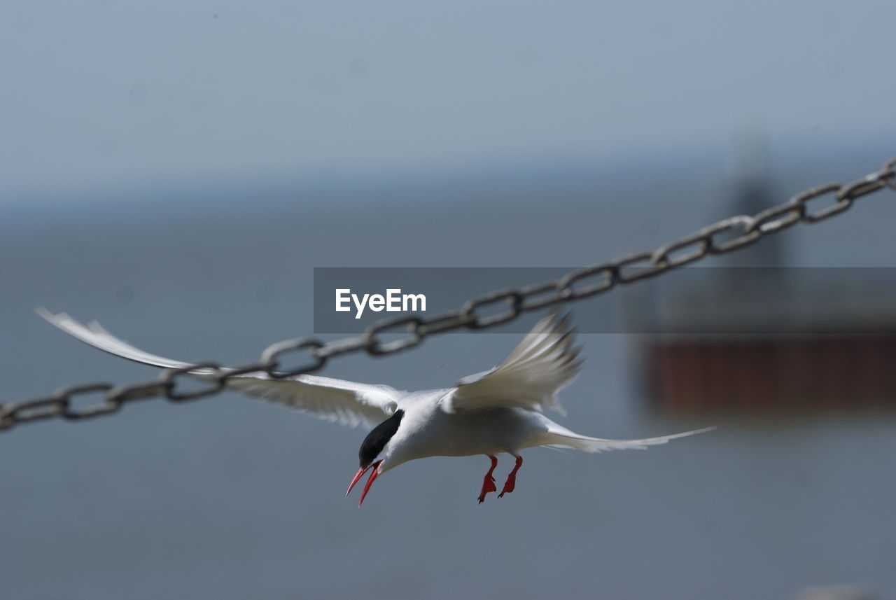 SEAGULL FLYING IN A BIRD