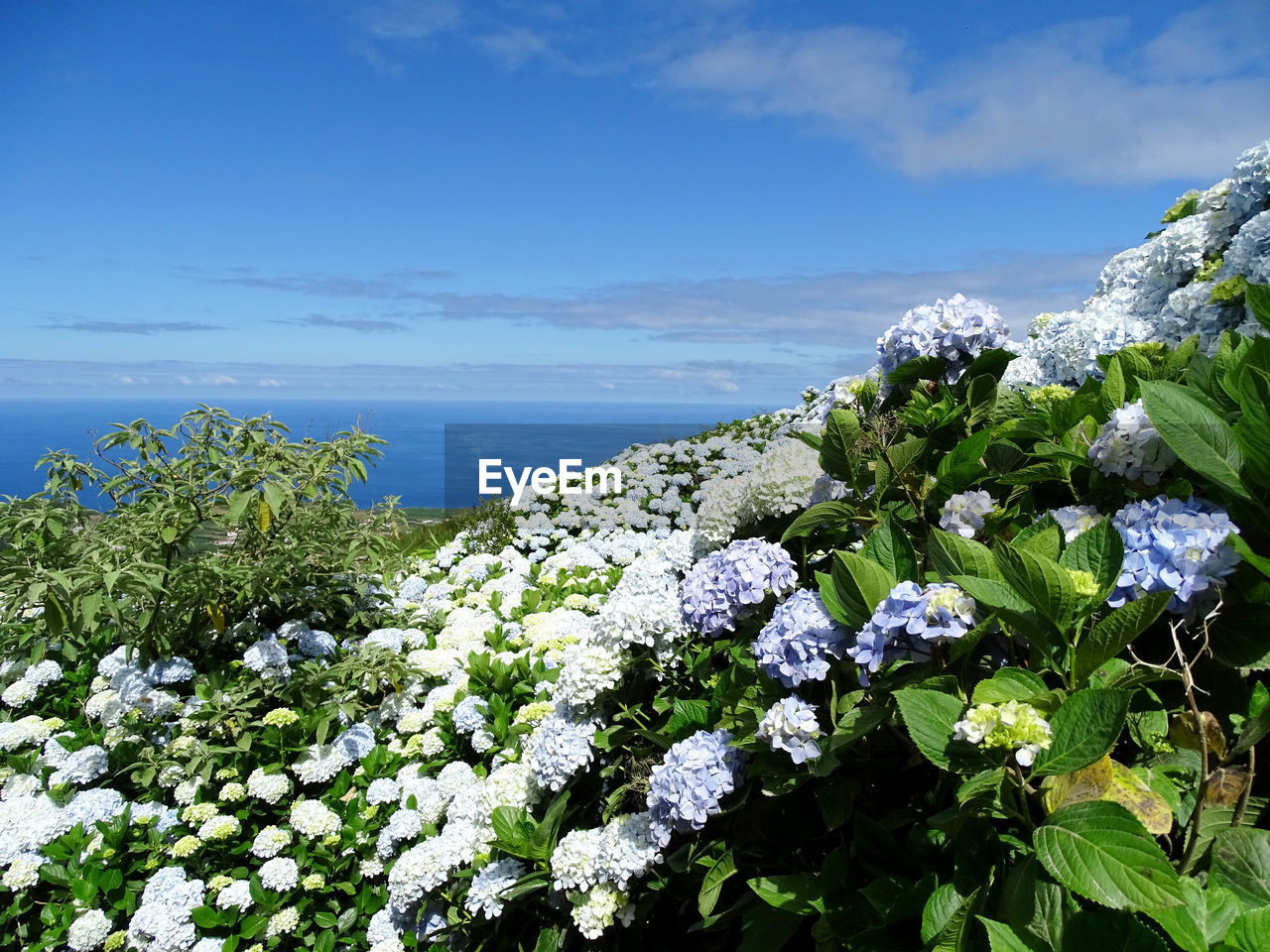 Scenic view of blue sea and plants against sky