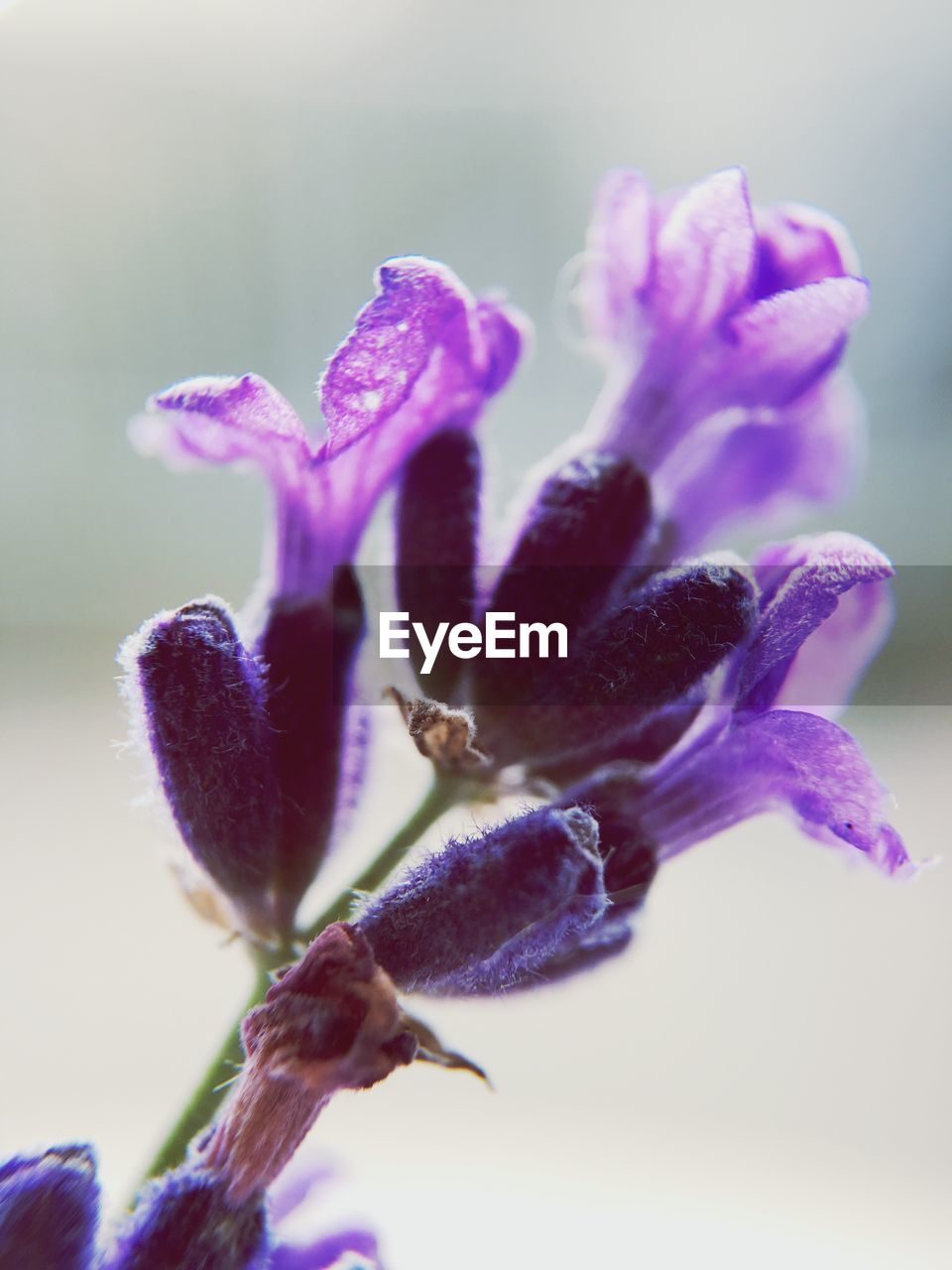 CLOSE-UP OF FLOWER