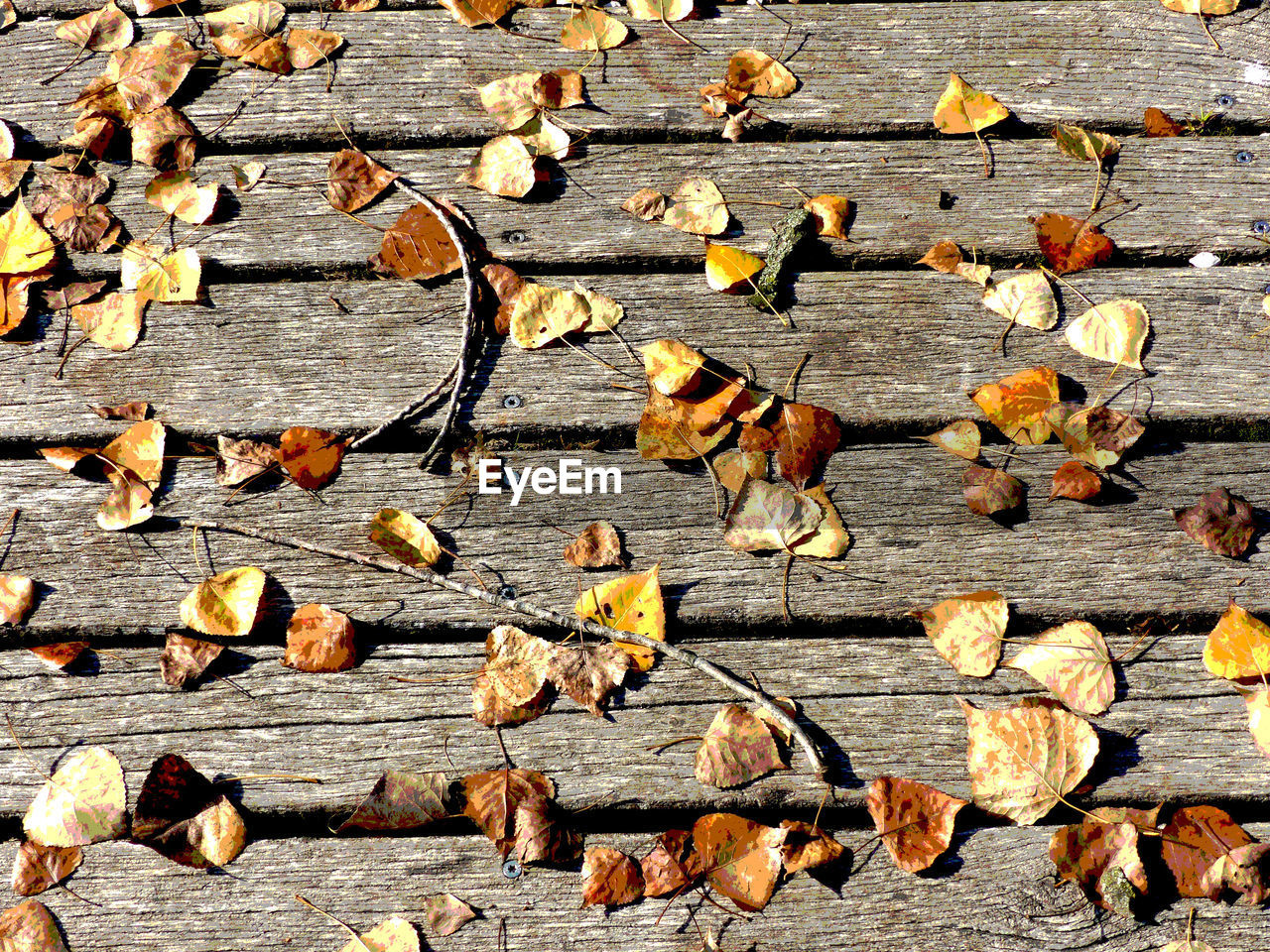 FULL FRAME SHOT OF DRY LEAF ON WOOD