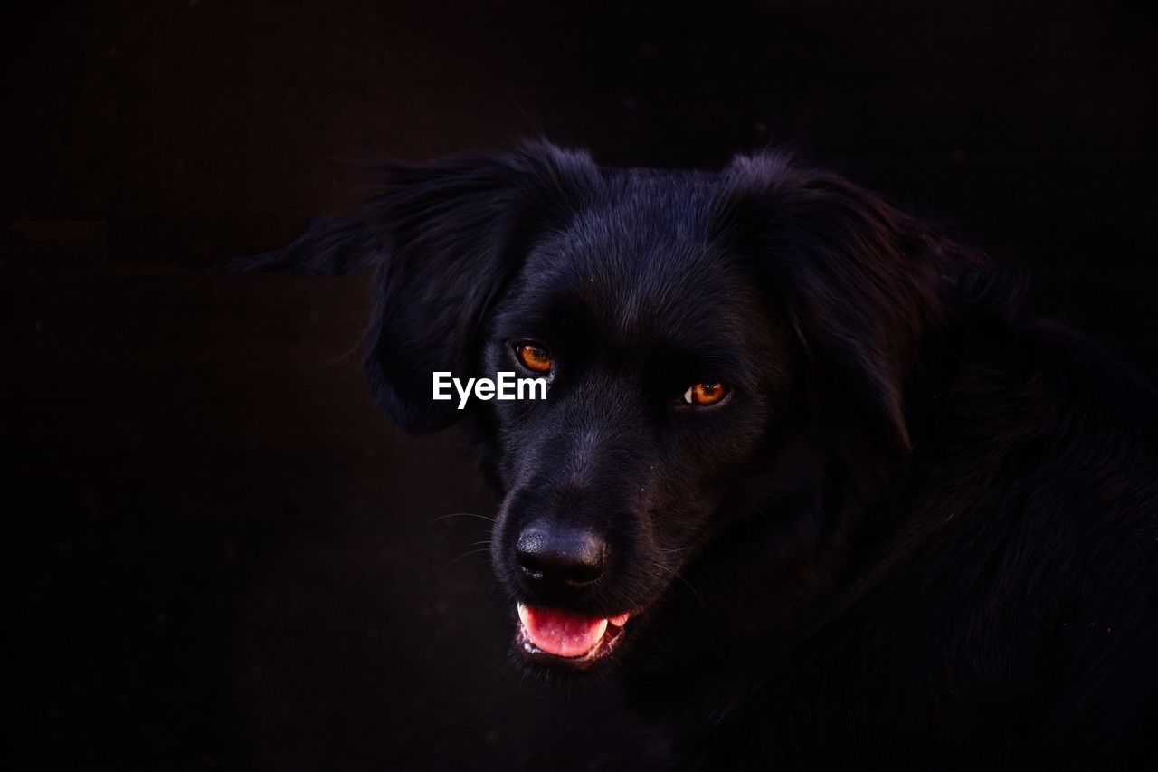 one animal, animal themes, black, animal, pet, dog, canine, mammal, domestic animals, black background, portrait, retriever, animal body part, puppy, facial expression, looking at camera, animal head, no people, sticking out tongue, indoors, labrador retriever, studio shot, close-up, carnivore, looking