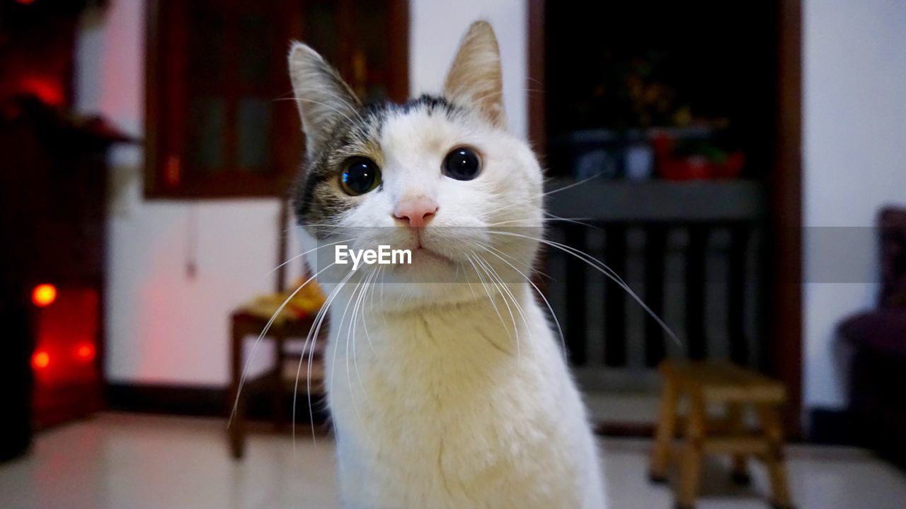 Close-up portrait of cat at home