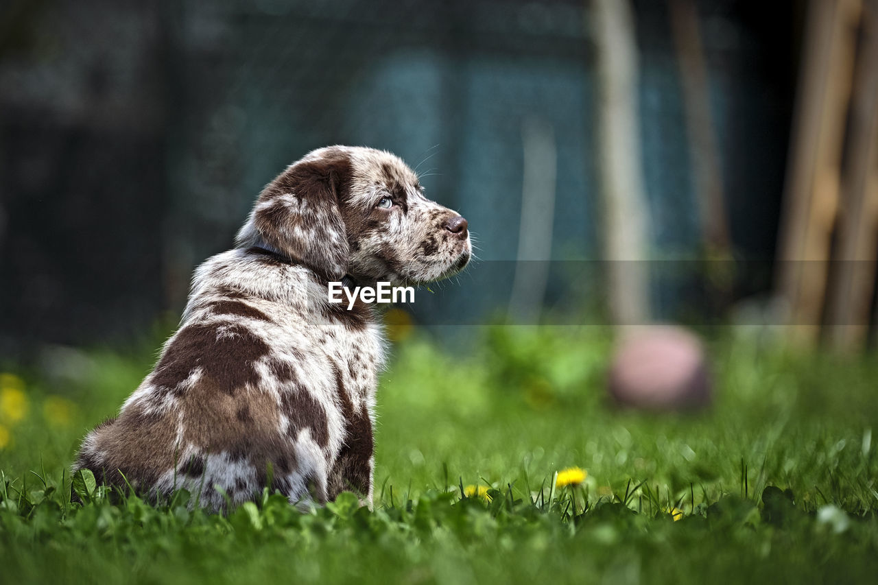 CLOSE-UP OF DOG LOOKING AWAY ON FIELD