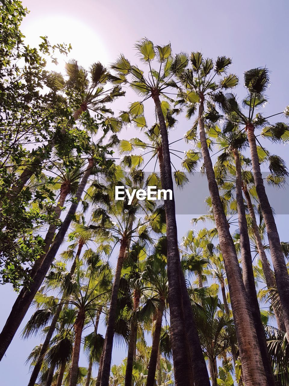 LOW ANGLE VIEW OF TREES AGAINST SKY