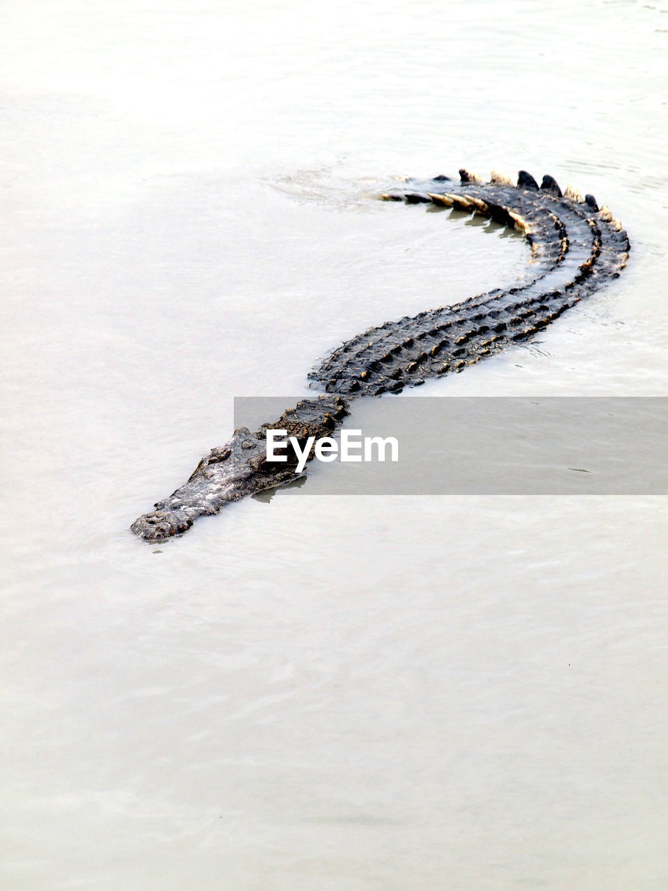 High angle view of alligator swimming in lake