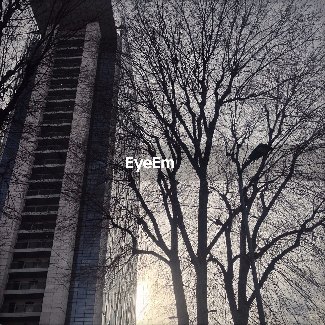 Low angle view of silhouette bare trees in front of building against sky