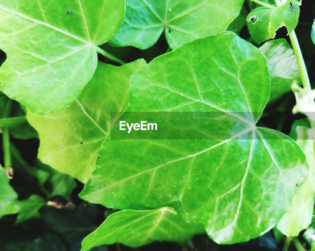 Close-up of fresh green leaf