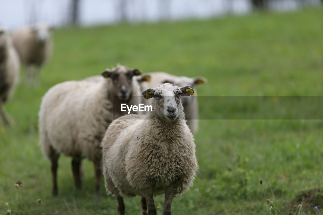 SHEEP STANDING ON FIELD