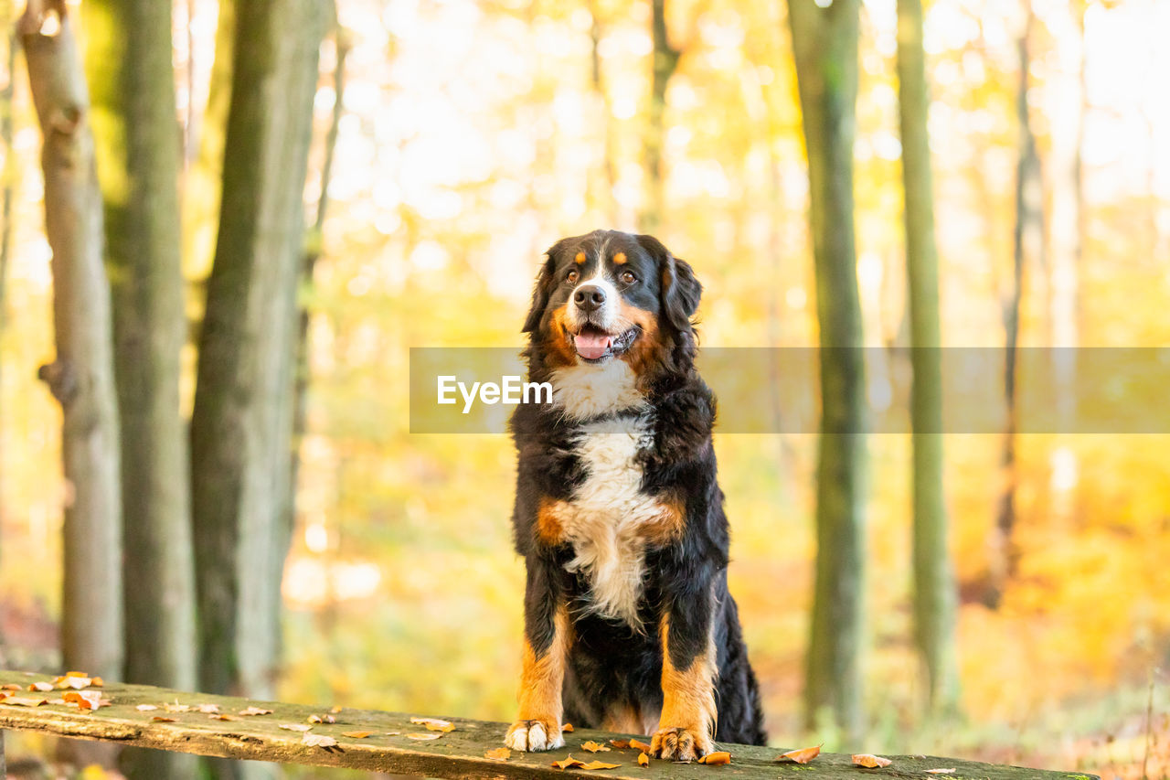 Dog looking away in forest