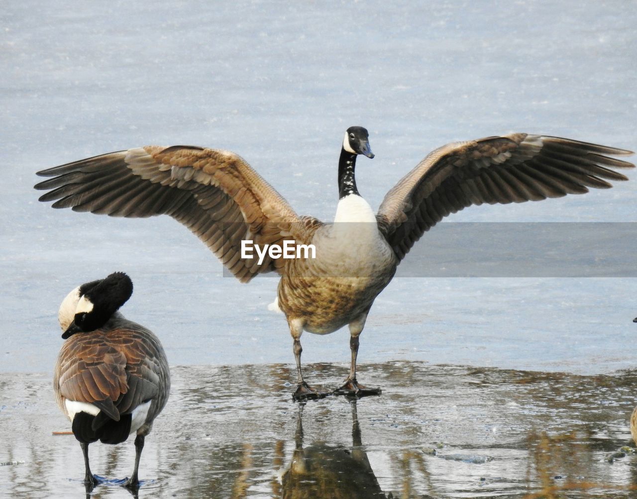 Two canada goose. standing on a frozen pond