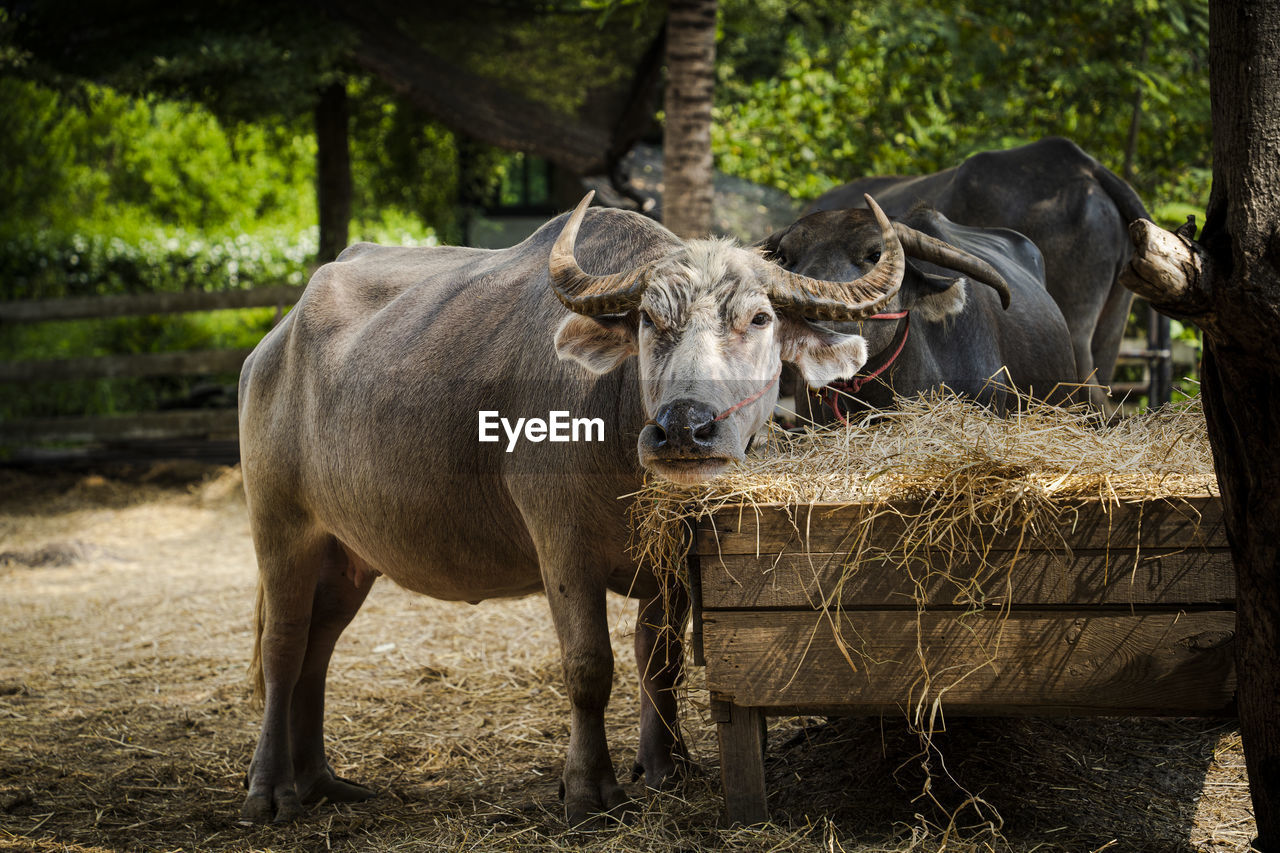 animal themes, animal, mammal, wildlife, animal wildlife, cattle, domestic animals, livestock, water buffalo, nature, plant, tree, one animal, no people, rural area, zoo, outdoors, ox, agriculture, buffalo, portrait, pet, safari, standing, horned, day, working animal