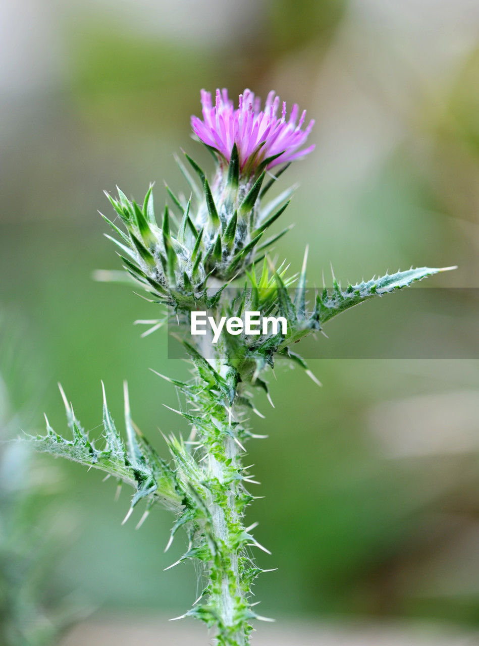 plant, flower, flowering plant, beauty in nature, nature, close-up, freshness, grass, plant stem, macro photography, growth, focus on foreground, no people, fragility, green, wildflower, herb, outdoors, selective focus, environment, plant part, leaf, springtime, day, flower head, purple, botany