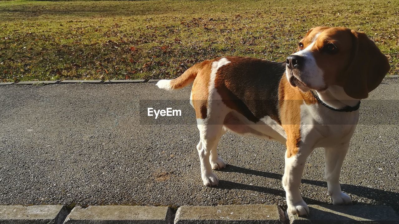 DOG LOOKING AWAY ON LAND