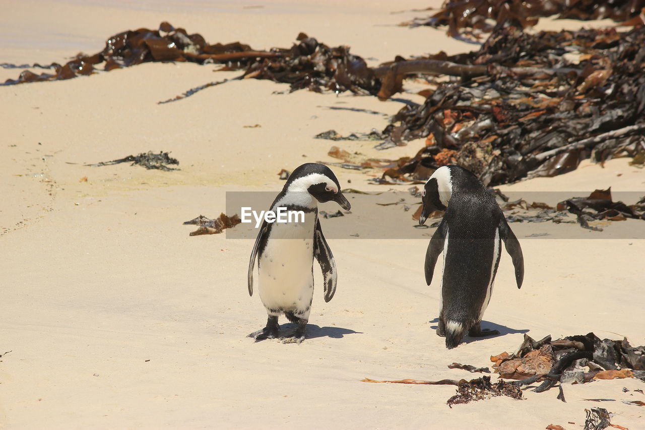 HIGH ANGLE VIEW OF PENGUINS ON BEACH