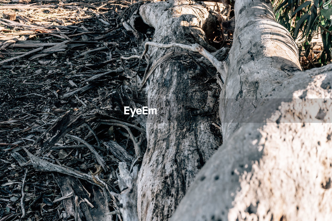 Close-up of tree trunk in forest