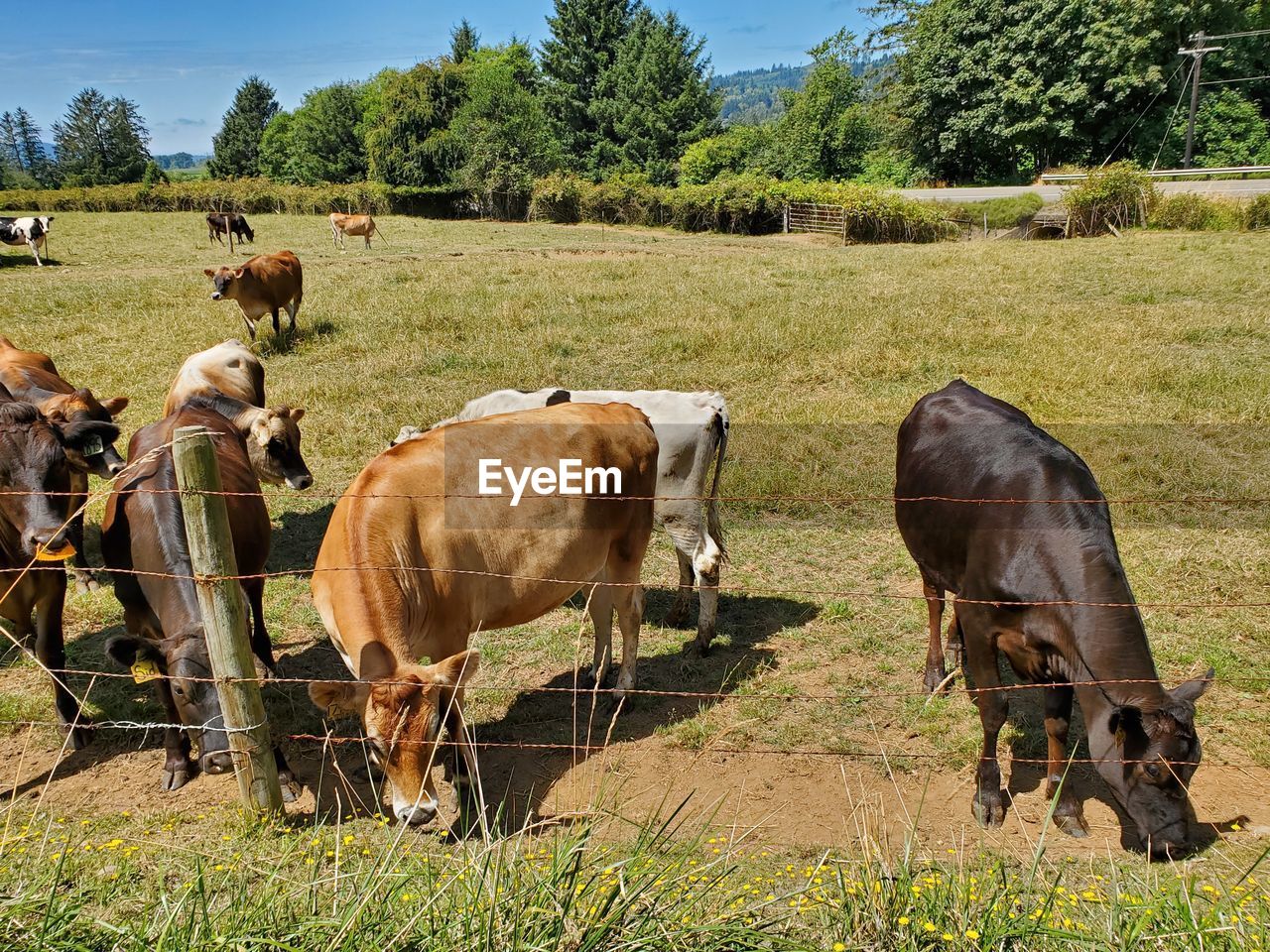 COWS GRAZING IN FARM