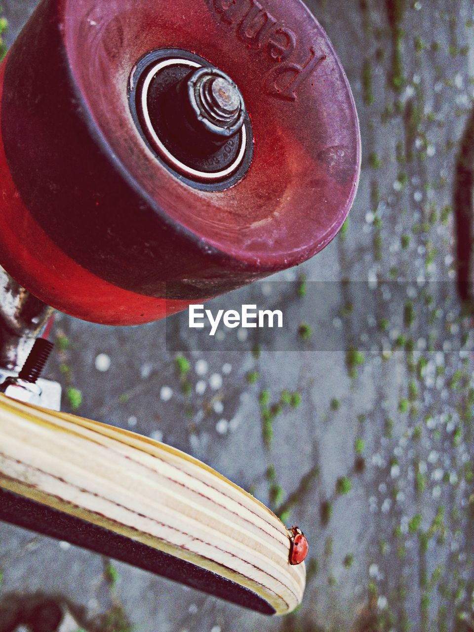 Close-up of a ladybug on cropped object