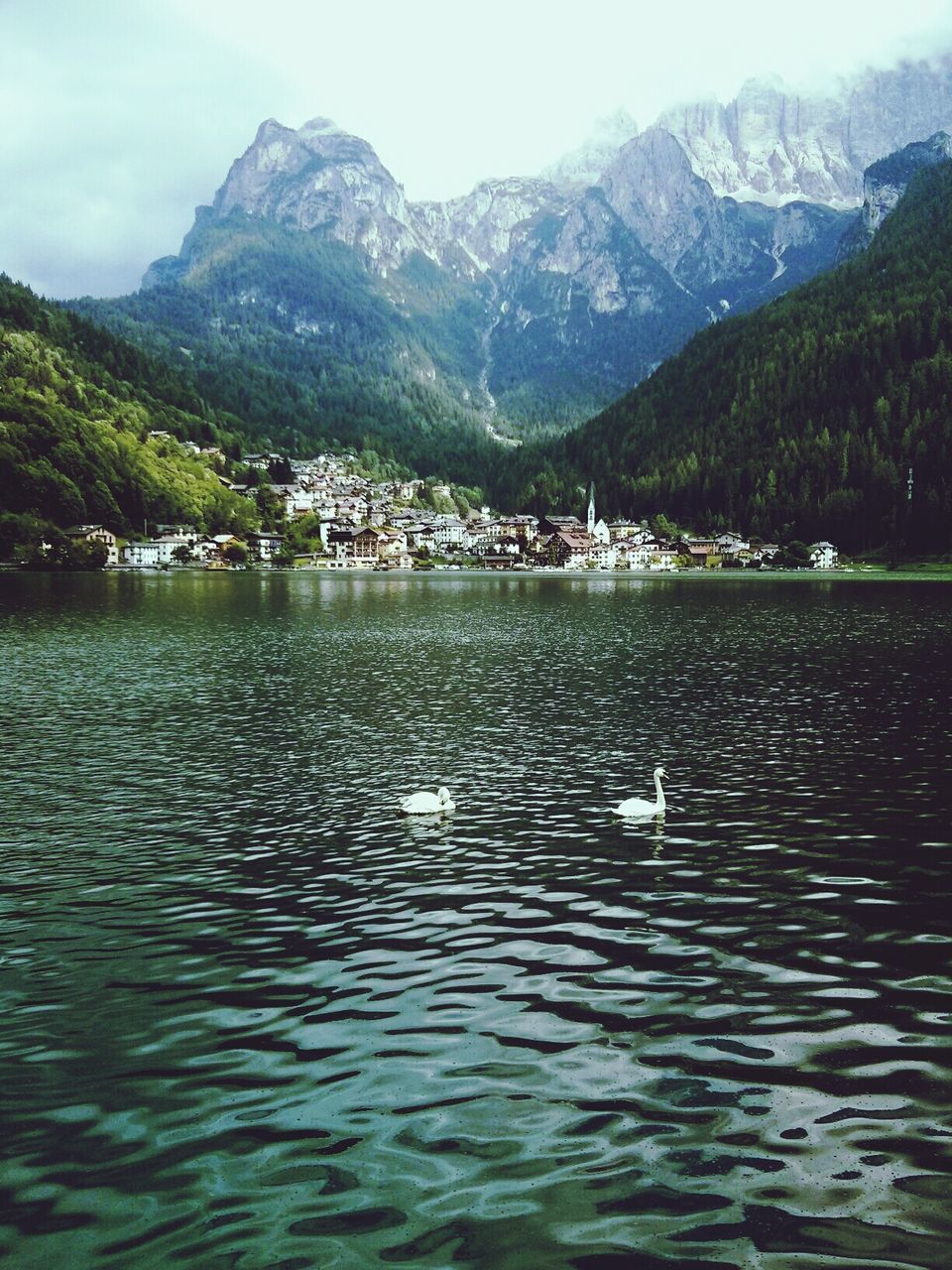 Swans swimming in river against dolomites