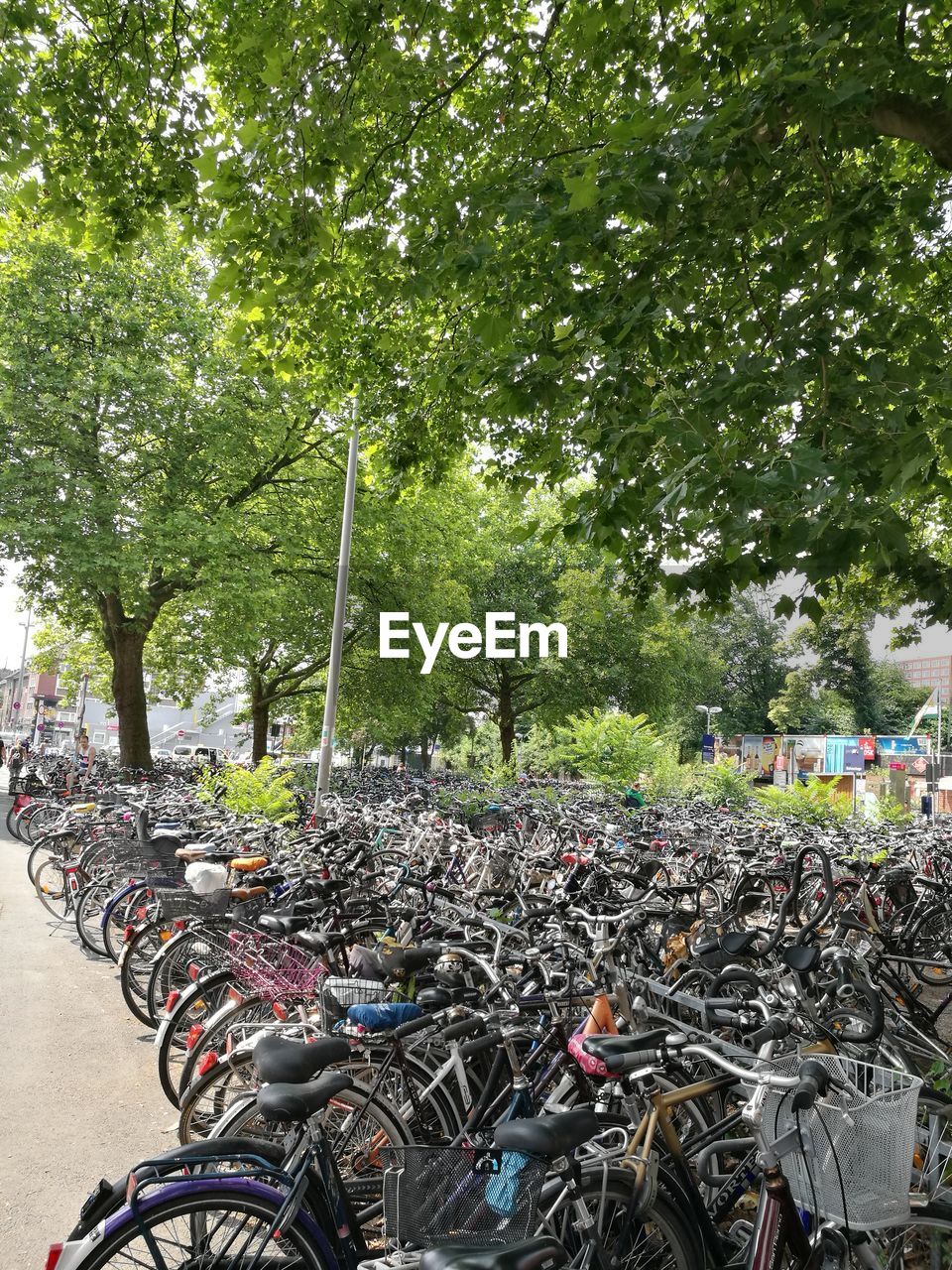 STACK OF BICYCLES ON TREE