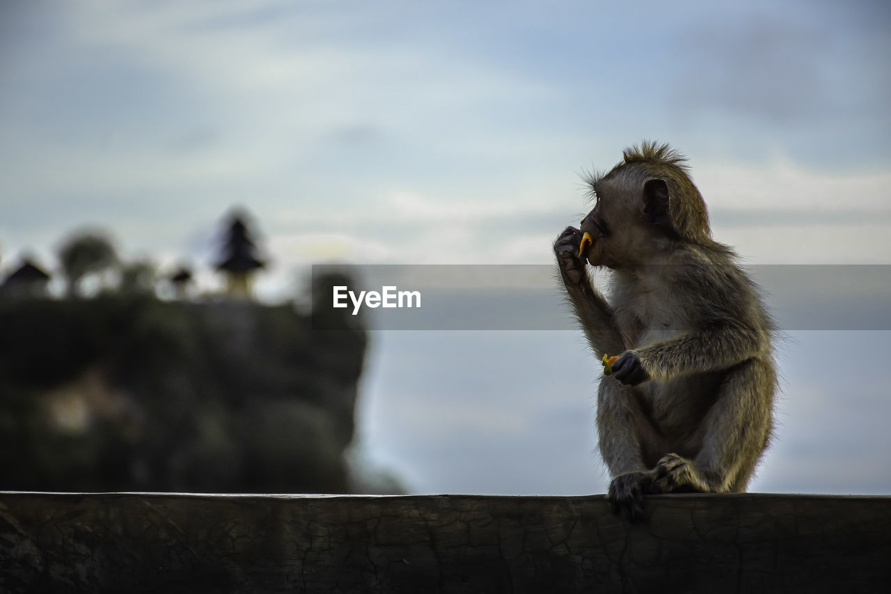 Monkey sitting on wall with uluwatu temple in background at bali, indonesia