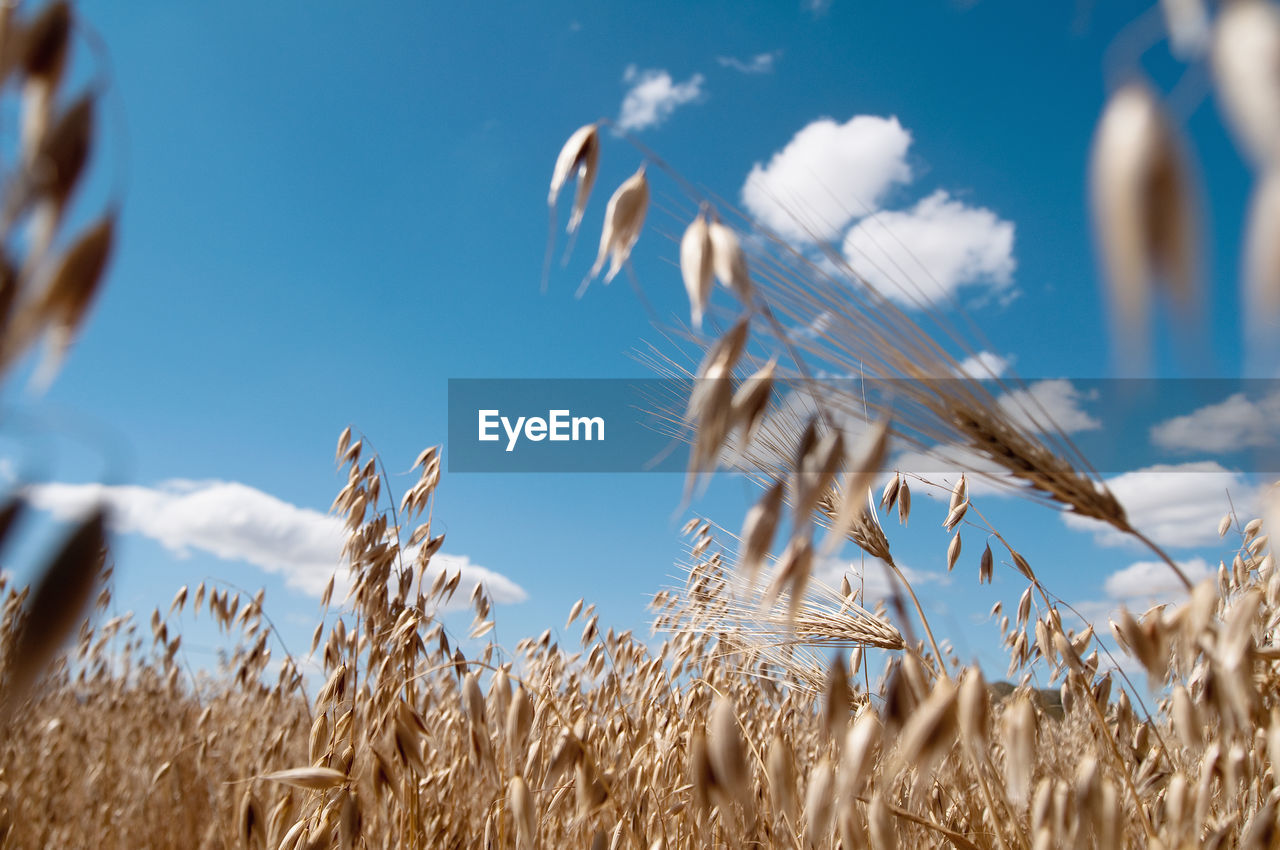 Close-up of wheat field