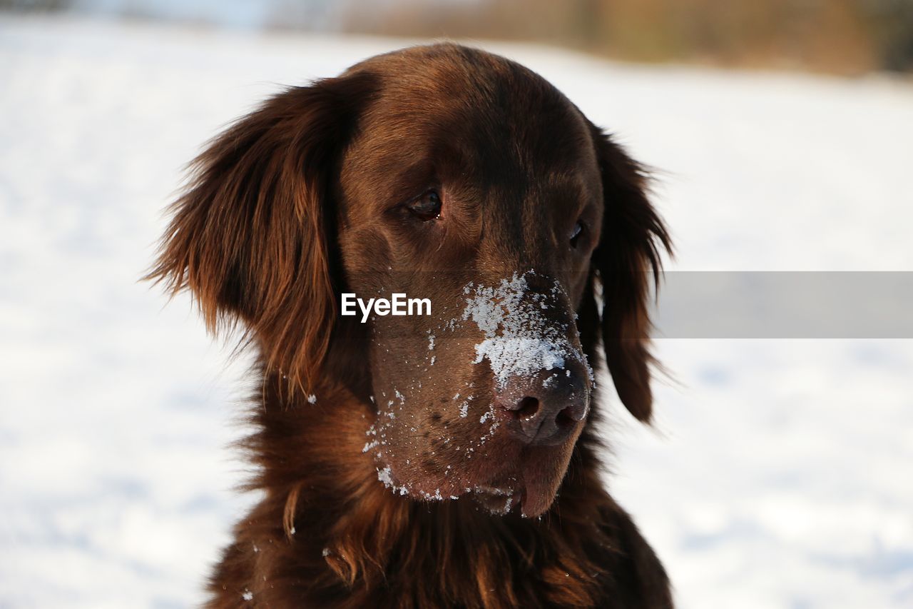 Close-up of dog standing on field during winter