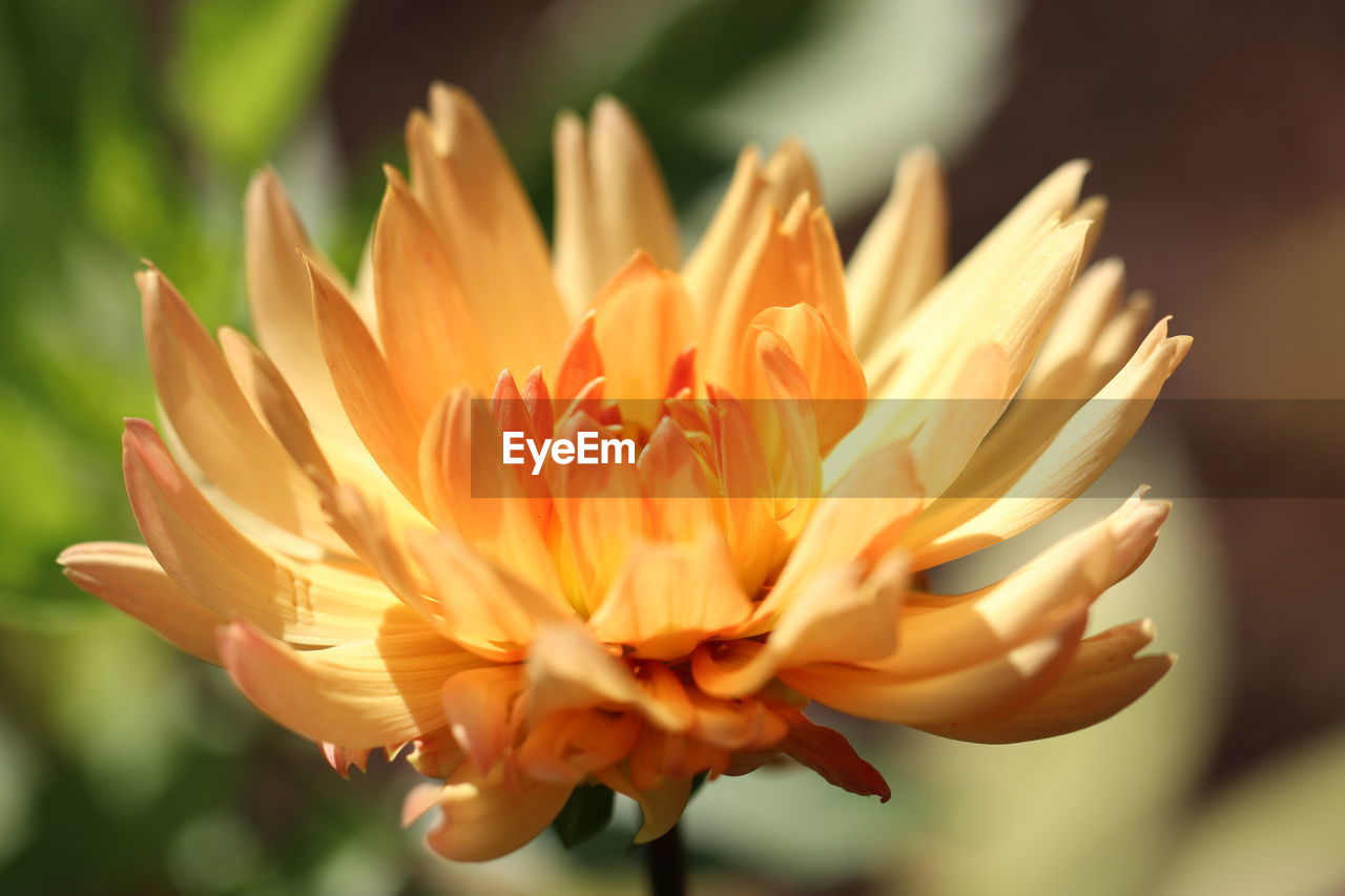 Close-up of flower against blurred background