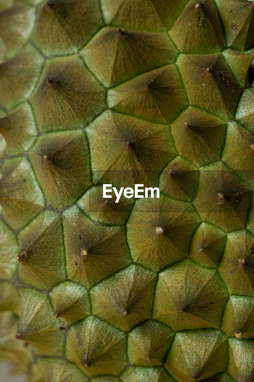 FULL FRAME SHOT OF GREEN FRUIT