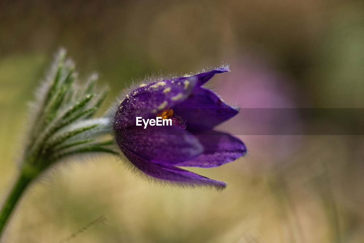 Close-up of purple flower