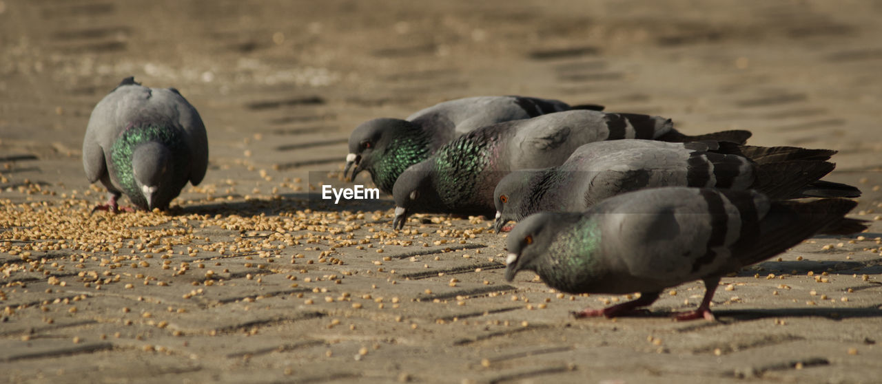 CLOSE-UP OF PIGEONS PERCHING ON A LAND