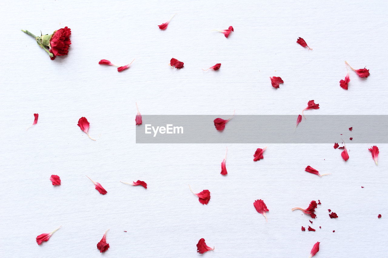 Red flower with petals scattered on textured table