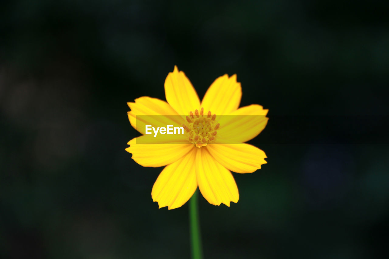 Close-up of yellow flower