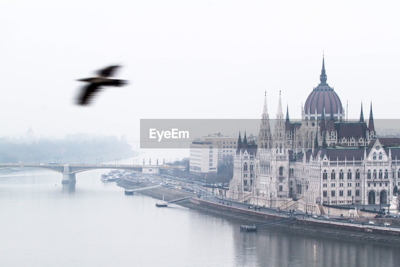 Bird flying over danube river by hungarian parliament building