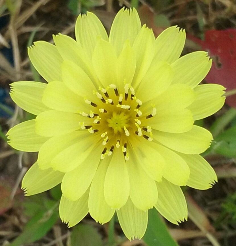 CLOSE-UP OF YELLOW FLOWERS BLOOMING