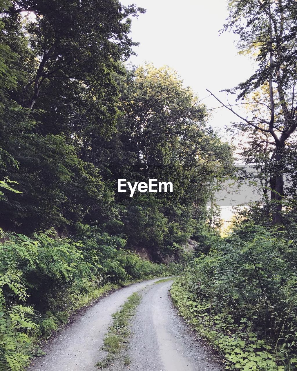 ROAD AMIDST TREES AND PLANTS IN FOREST