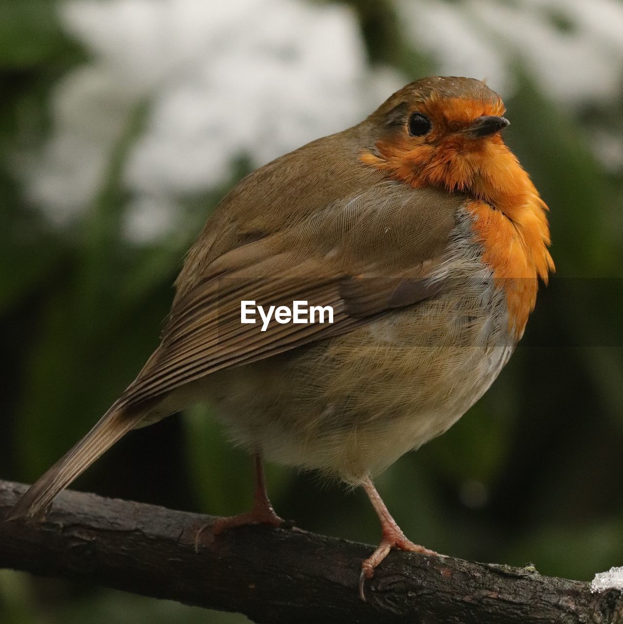 CLOSE-UP OF BIRD PERCHING ON WOOD