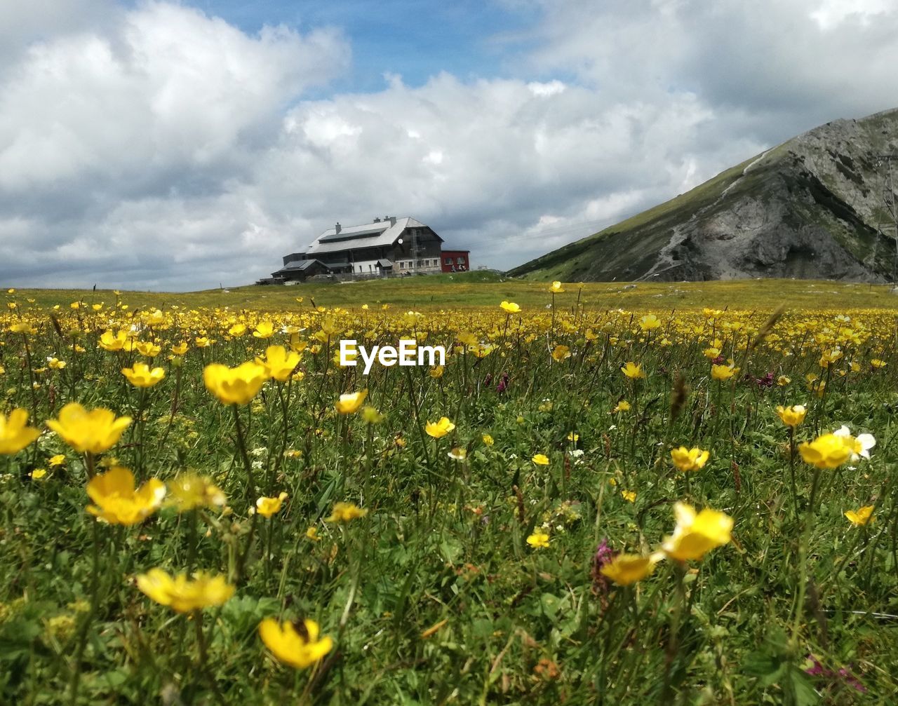 plant, flower, flowering plant, sky, beauty in nature, field, landscape, cloud, grassland, environment, land, nature, meadow, yellow, prairie, grass, wildflower, scenics - nature, rural scene, plain, freshness, mode of transportation, transportation, mountain, rural area, natural environment, no people, growth, non-urban scene, day, travel, tranquil scene, tranquility, outdoors, fragility, mountain range, springtime, agriculture, pasture, plateau, horizon, green, travel destinations, idyllic, land vehicle