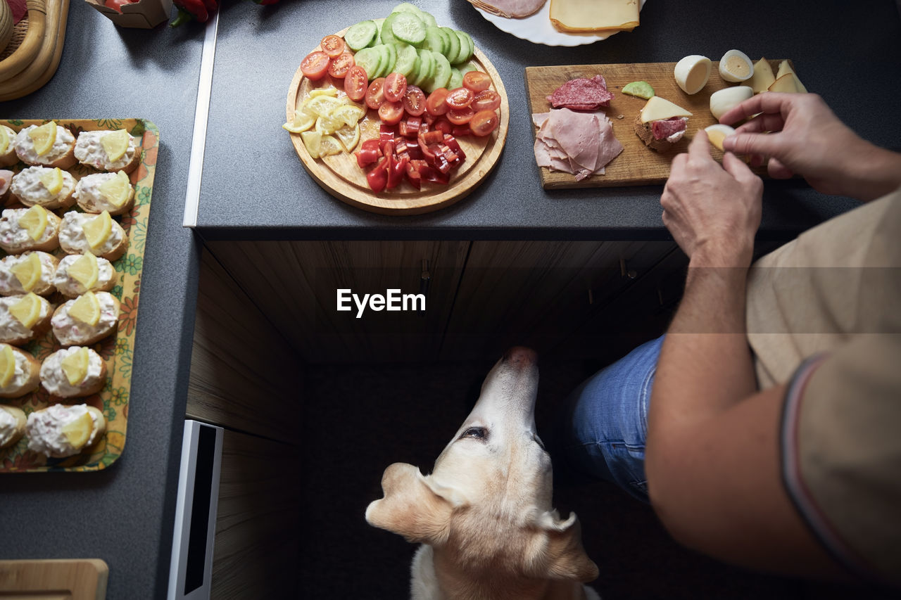 Curious dog watching his owner preparing food for party in home kitchen.